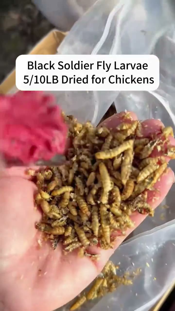 Dried Black Soldier Fly Larvae for Backyard Chickens detail 6