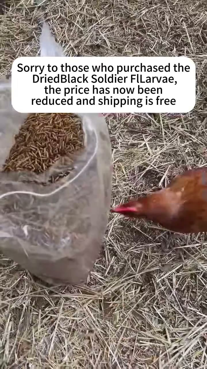 Dried Black Soldier Fly Larvae for Backyard Chickens detail 2
